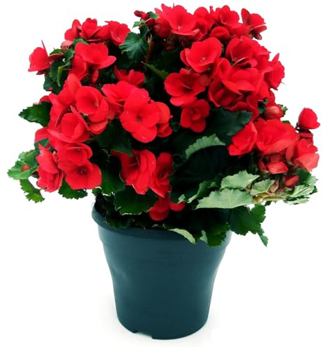 Begonia Rossa Fiorita da Esterno o Interno | Pianta Vera Ornamentale con Fioritura Prolungata | Ideale per Vasi, Balconi, Giardini | Facile da Coltivare