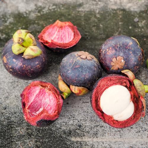 semi di mangostano, semi rari di mangostano, vecchie varietà alberi da frutto nani resistenti piante resistenti per il giardino frutto colonnare frutta fresca acquistare alberi da 55pcs