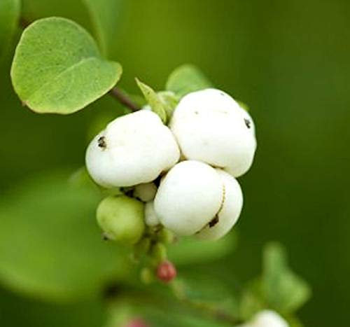Knallerbsenstrauch White Hedge 60-80cm - Symphoricarpos doorenbosii