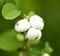 Knallerbsenstrauch White Hedge 60-80cm - Symphoricarpos doorenbosii