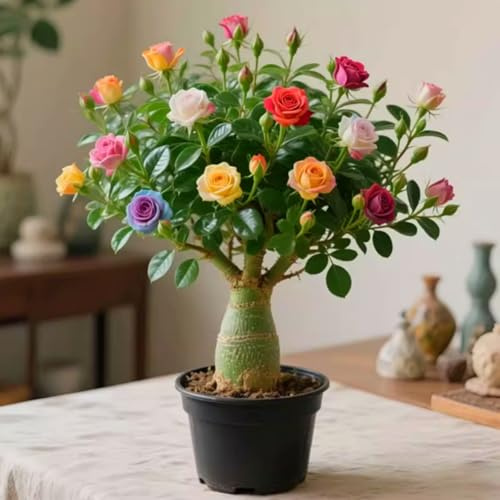 Schöne und farbenfrohe Wüstenrose - winterharte mehrjährige Wüstenrose. Seltene Farben, schöne und elegante Gartendekoration-1 Wurzel-F