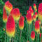 Red Hot Poker, 6 Hardy Perennial Plug Plants