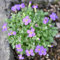 800 pcs blaukissen samen blumensamen geschenk blaukissen pflanzen steingartenpflanzen winterhart wildblumensamen mehrjährig winterhart gartenpflanzen bodendecker samen winterhart bodendecker