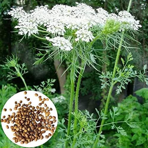 Luojuny Graines de carottes sauvages, 500 graines de carottes sauvages comestibles nutritives productives sans OGM jardin extérieur cour légumes plantation graines fournitures de jardin Des graines