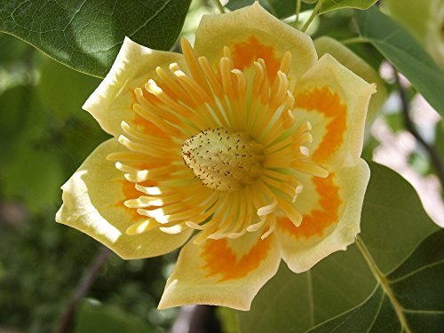 Tulpenbaum, Liriodendron tulipifera 140-160 cm im Topf (140-160 cm)