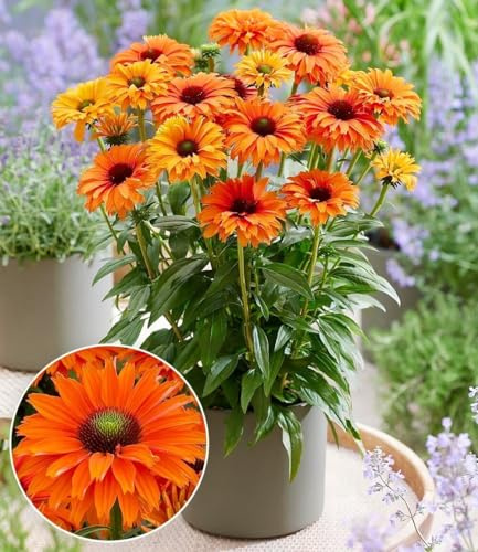 BALDUR Garten 2x Echinacea 'SunSeekers® Mineola', Knollen in Größe I | gefüllte TOP-Neuheit in knallorange, reichblühende & kompakte Rarität, winterharte Blüten-Schönheit, pflegeleicht