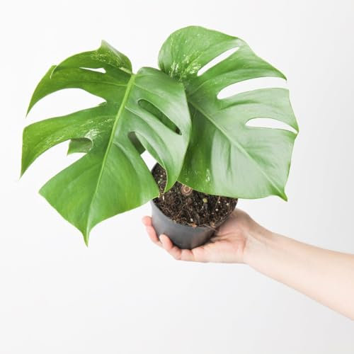Monstera Albo | Monstera deliciosa Variegated 12cm (Light Variegated)