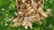PLAT FIRM GERMINATIONSAMEN: 20 gr LIVE-Myzel Seeds Spores Indoor oder Outdoor-Morchel-Pilze wachsen