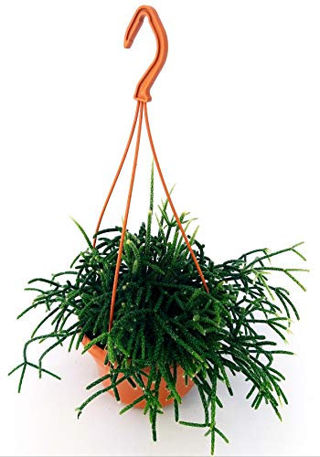 POWERS TO FLOWERS - RHIPSALIS PHILOCARPA XXL vaso 22cm, pianta vera