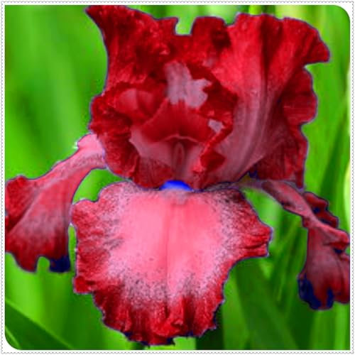 Perennial, Brilliant Iris Bulbs,for Stunning Garden Displays-4 Bulbs-F