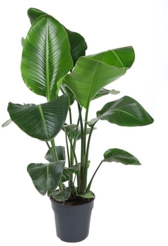 Strelitzia nicolai - Baumstrelitzie - großlaubig Topf Ø 24 cm Höhe: 100 cm luftreinigende, pflegeleichte Zimmerpflanze