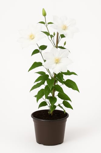 Clematis x cultorum 'Apollonia' – Großblumige Waldrebe mit weißen Blüten – winterharte Kletterpflanze – ideal für Zaun, Pergola, Balkon & Kübel