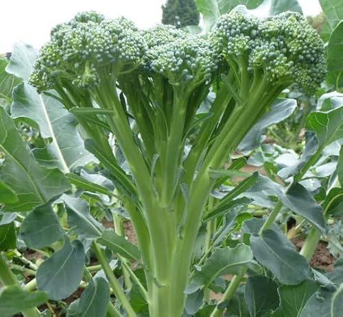 Tender Stem Broccoli Plug Plants Grow Your Own Vegetables 'Ready to Plant Now' Young Vegetable Plants (3)