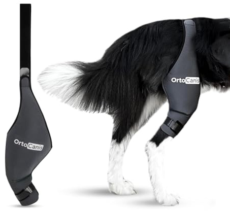 Ortocanis - Kniebandage Hund Hinterbein für das rechte Bein - Hergestellt aus Neopren ARD - Bei Kreuzbandriss, Bänderverletzungen, Patellaluxation oder Osteoarthritis - Größe XX-Large (16,5-18)