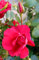Kletterrose Rose The Princes Trust kaminrot im großen 7 Liter Topf duftend