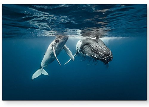 Paul Sinus Art Leinwandbilder | Bilder Leinwand 120x80cm Buckelwale im kristallklarem Wasser