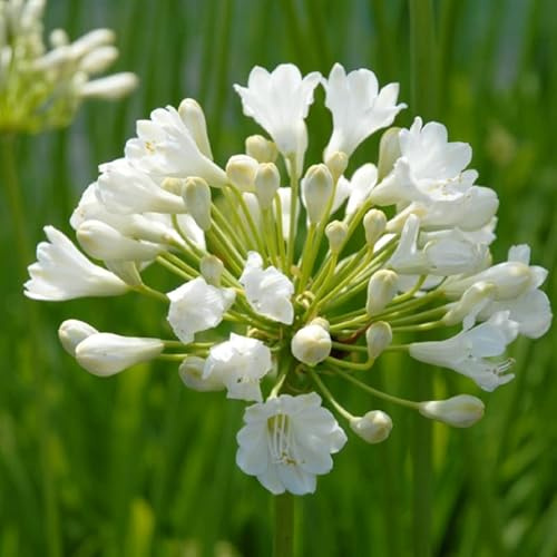 Schmucklilie (Agapanthus) 'Duivenbrugge White' | 1 Stück | Knolle | Schnittblume | Topfpflanze | Geeignet für Kübel | Weiß | 100% Blütegarantie | QFB Gardening