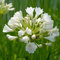 Schmucklilie (Agapanthus) 'Duivenbrugge White' | 1 Stück | Knolle | Schnittblume | Topfpflanze | Geeignet für Kübel | Weiß | 100% Blütegarantie | QFB Gardening