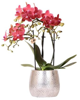 KOLIBRI Orchids - Orchidée Phalaenopsis rouge - Congo + Elite - Pot argenté - Diamètre du pot : 9 cm - Hauteur 40 cm - Plante d'intérieur à fleurs dans un pot de fleurs - Fraîcheur du producteur
