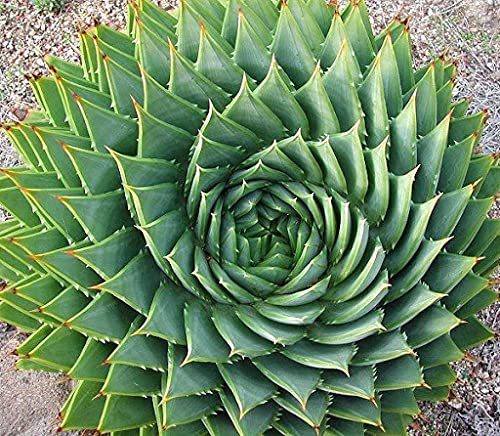Aamish Planta suculenta rara de Aloe Polyphylla de 5 piezas