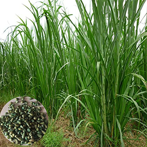AchidistviQ 500 Piezas De Semillas De Hierba Napier, Semillas De Pennisetum Purpureum, Planta De Hierba Ornamental Tolerante A La Sequía, Balcón, Decoración De Jardín Semillas de pasto elefante dulce