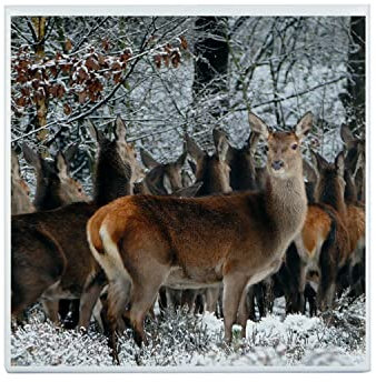 Fabulous Carreau Céramique Décoratif 20 x 20 cm - Harde de Cerfs dans une Forêt Couverte de Neige