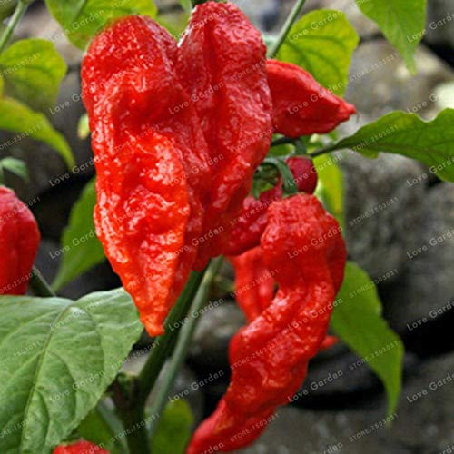 Seeds: 100 Stück Chilli Bonsai Gemüse DIY Topfpflanzen Indoor Outdoor Paprika Für Hausgarten Bonsai Keimungsrate 95%: 22
