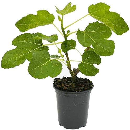Ficus Brown Turkey Hardy Potted Outdoor Fig Fruit Tree (20-30cm Incl. Pot)