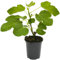 Ficus Brown Turkey Hardy Potted Outdoor Fig Fruit Tree (20-30cm Incl. Pot)