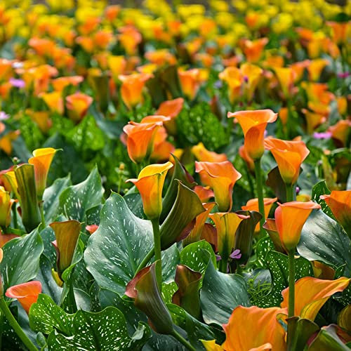 Calla Zwiebeln Winterhart Pflanzen Garten Blumen Deko Winterharte KüBelpflanzen Exotische Pflanzen Gartendeko FüR DraußEn Blumenzwiebel Winterharte Calla Bodendecker 4 Calla Lily Zwiebeln