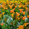Calla Zwiebeln Winterhart Pflanzen Garten Blumen Deko Winterharte KüBelpflanzen Exotische Pflanzen Gartendeko FüR DraußEn Blumenzwiebel Winterharte Calla Bodendecker 4 Calla Lily Zwiebeln