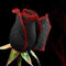 Black Baccara Hybrid Rose Shrub Flower Seeds, 100 Seed a Pack, Fresh Exotic True Blood Rose Flower,WII5JX: Only Seeds