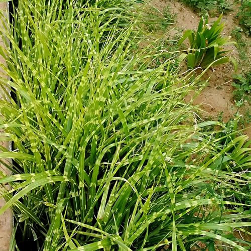 300 Pcs Zebragras Winterhart Mehrjährig Samen - Ziergräser - Winterharte Pflanzen Bio Samen Indoor Plants Ziergras Zebragras Pflanze Samen, Kletterpflanzen Winterhart Schnellwachsend