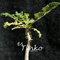 Vista 2 Stücke Seltene Boswellia Sacra Samen Caudex Sukkulenten Samen Seltene Blumensamen Hausgarten Bonsai Pflanze Diy