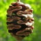 Chinesisches Rotholz-Baum-Samen (Metasequoia glyptostroboides) 25 + Samen