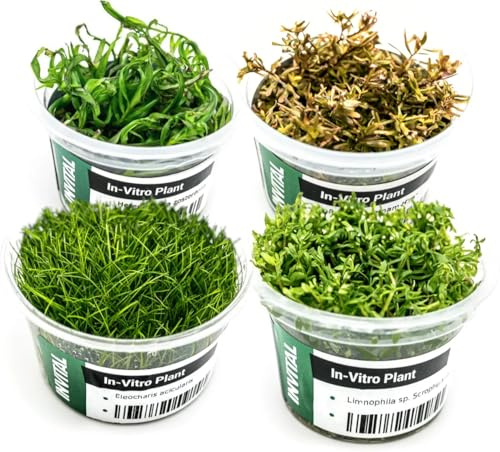 INVITAL Aquarium Pflanzen Set mit 4 zufälligen Pflanzen, In-Vitro