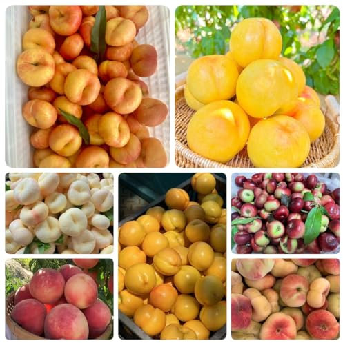 15 pcs Pfirsichbaum Samen, obstbäume balkonpflanzen winterhart peach samen, Prunus persica, Pfirsichbaum, obstbaum, sukkulenten samen säulenobst indoor gewächshaus obst samen winterharte