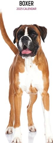 Boxer Kalender 2025 Slim