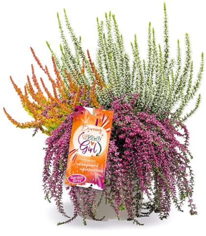 BALDUR Garten 1x Calluna Knospenheide 'Burning Up Down Girl®' im 13 cm-Topf | Pflanzen-Kombination aus stehenden u. hängenden Sorten in einem Topf, lange Blütezeit im Beet/Kübel, pflegeleicht, winterhart