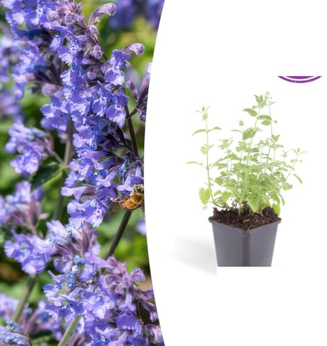 Nepeta 'Six Hills Giant' | 48 Stück - 10-25cm - Ø9cm - Gartenpflanze
