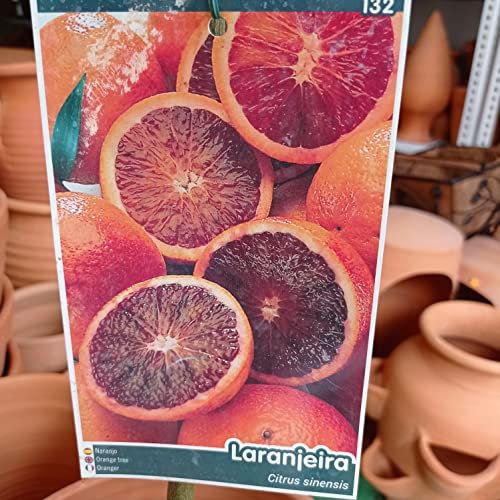 Árbol NARANJA roja Sanguina. Árbol de 2 años. En maceta plástica. 1,50 cm altura
