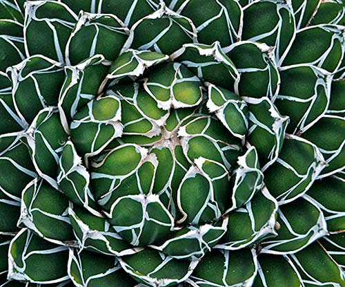 Regina Agave 10 Semi:Seeds Only
