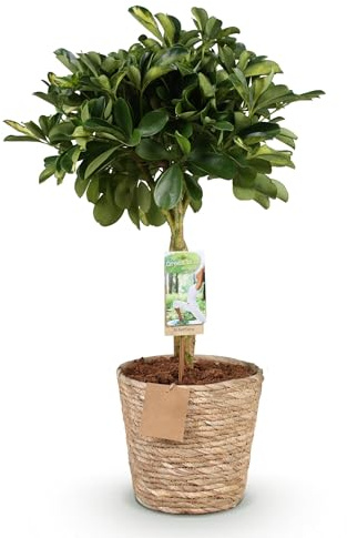 Green boutiQ - Zimmerpflanzen - Schefflera Gold Capelle - Fingerbaum - Wenig Pflege - mit Korb - Grün - Gold - 1 Pflanze - Topf 21cm - Höhe 70-81cm