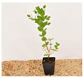 Pianta di Eucalyptus gunnii Vaso 7cm