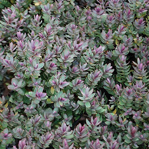 GardenersDream Hebe Red Edge Plant in Pot - Outdoor Garden Ready Hardy Plant - Evergreen Flowering Shrub for Garden - Beautiful Outdoor Plants (15-25cm incl. 9cm Pot)