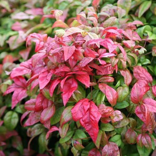 Plant Theory Fire Power Heavenly Bamboo Nandina Domestica Shrub Plant 2L Pot