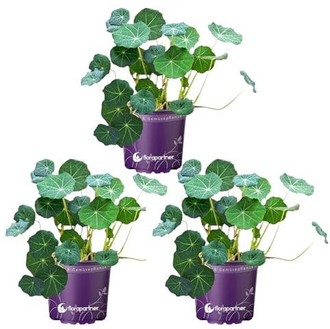 Kapuzinerkresse Tropaeolum majus Kräuterpflanzen 3er-Set