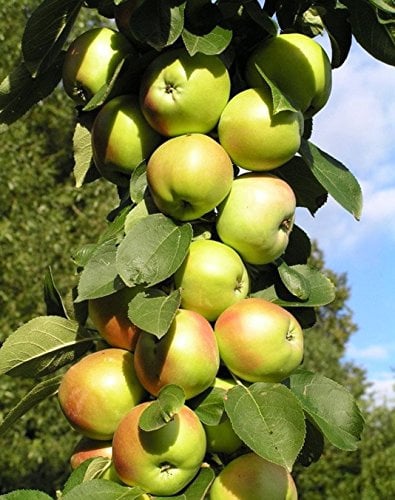 Säulenapfel Nataluschka, Apfelbaum ca.120/140 cm. im Container. Säulen Spätsommer Äpfel