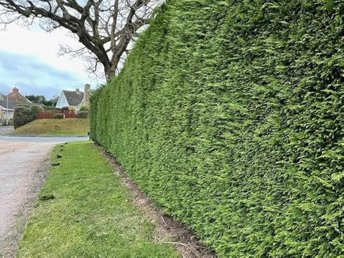 Golden Leylandii Conifer Perfect for Screening | Fast-Growing, Evergreen | Large Size | Instant Tall Hedging | Pack of 5 (150-175cm)