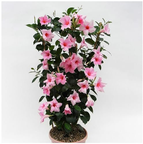 100 Stück Mandevilla Sanderi Samen | Kletterpflanze für Balkon & Garten | Zimmerpflanze & Sichtschutz | Schnell Keimende Blumensamen (Rosa)